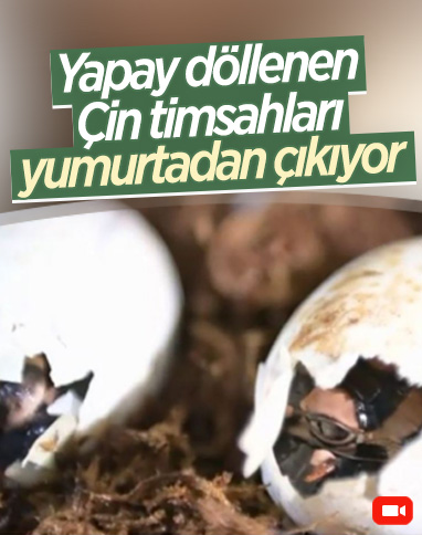 Yapay olarak üremesi sağlanan Çin timsahları, yumurtadan çıkıyor