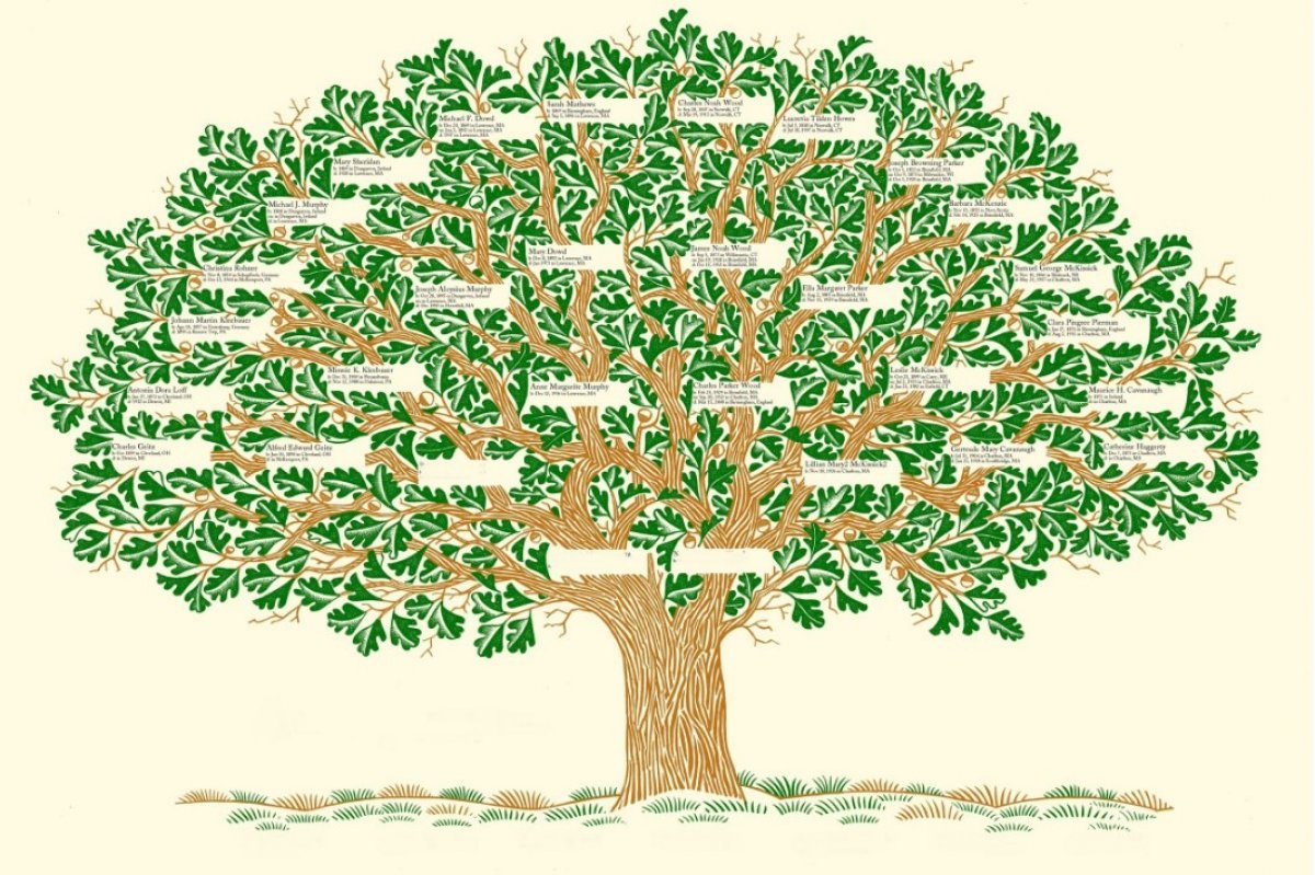 Дерево родства
