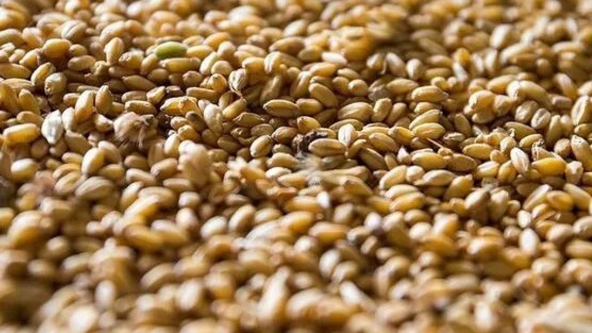 Hububat ve bakliyatta gümrük vergisi sıfırlandı