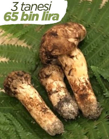 Japonya’da 3 adet mantar 65 bin liraya satıldı