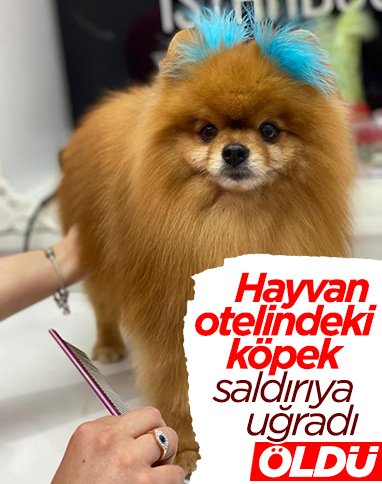 Sarıyer'de hayvan oteline bırakılan köpek öldü