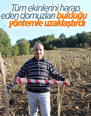 Amasya'daki çiftçi, şerit çekerek tarlasını domuzlardan korudu