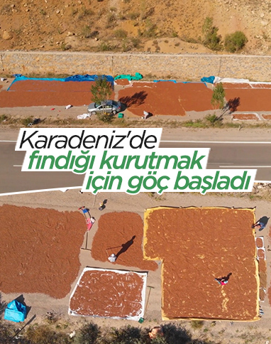 Doğu Karadeniz'de fındıkların kuruması için göç başladı