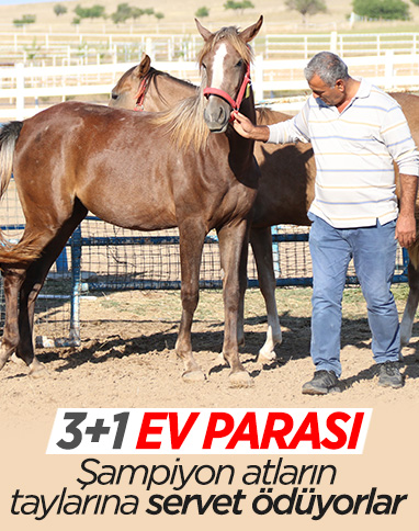 Eskişehir’de 900 bin liraya satılan özel taylar