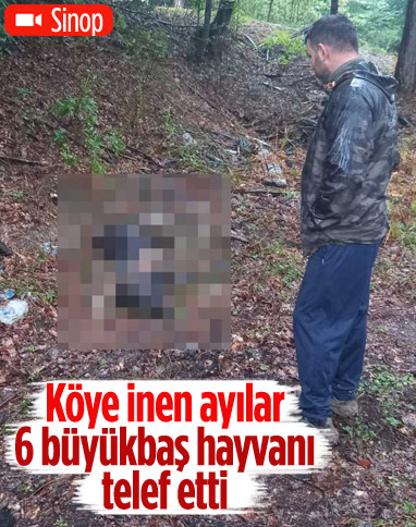 Sinop’ta ayılar, 6 büyükbaş hayvanı telef etti