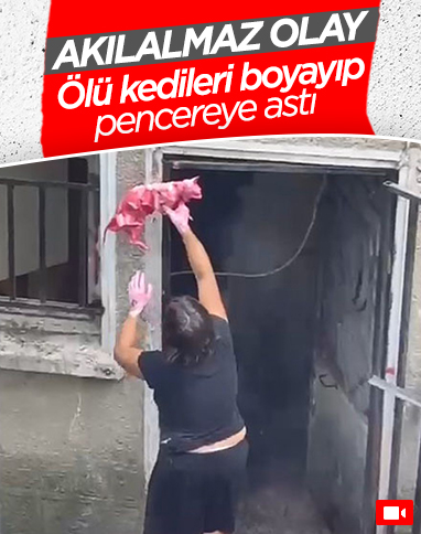 Şişli'de pencere demirlerine ölü kedi asan kadın