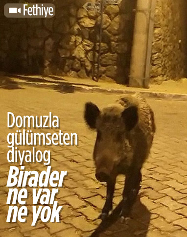 Muğla'da görüntülediği domuzlarla sohbet etti