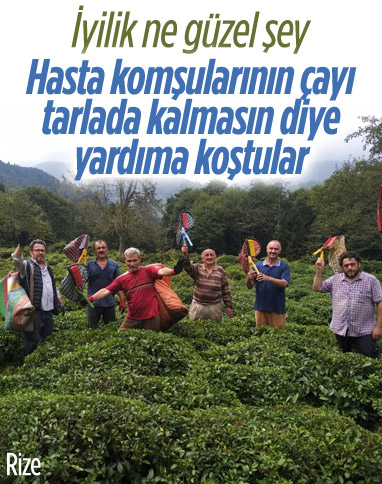 Rize'de hasta komşularının yaş çaylarını topladılar
