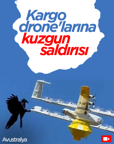 Avustralya'da kuşlar, kargo drone'una saldırdı