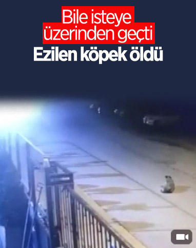Tuzla'da köpeği ezen kamyonet kamerada