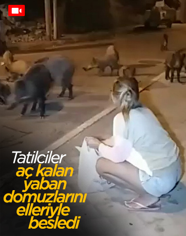 Fethiye’de aç kalan domuzları elleriyle beslediler