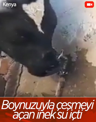 Kenya'da susayan inek, çeşmeyi açıp su içti