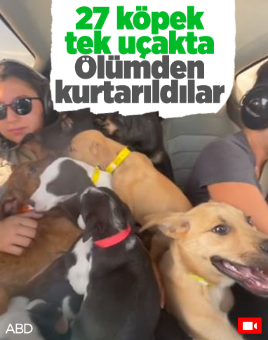 ABD'de uçakla köpekleri kurtarma operasyonu