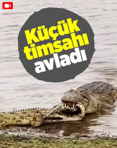 Dev timsah, ufak timsahı avladı
