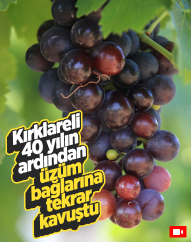 Kırklareli bağcılıkta eski günlerine dönmek istiyor