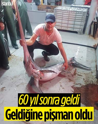 İstanbul Boğazı'nda 60 yıl sonra kılıç balığı görüldü