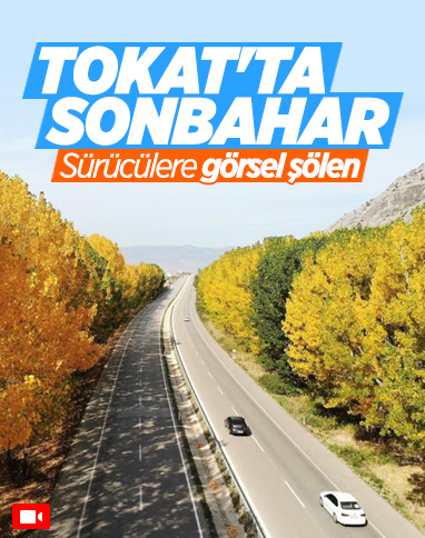 Tokat yolunda bulunan kavak ağaçlarından görsel şölen