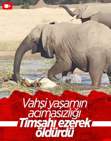 Afrika'da fil, timsahı ezerek öldürdü