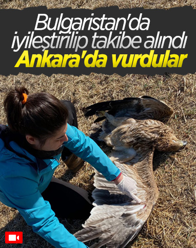 Bulgaristan'da takibe alınan şah kartal, Ankara'da öldürüldü
