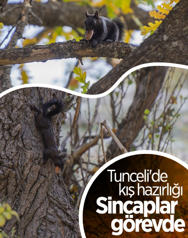 Tunceli'nin meşhur sincapları kış hazırlığına başladı