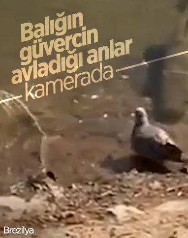Brezilya’da, balığın güvercin avı kamerada