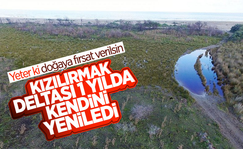Kızılırmak Deltası, yangından bir yıl sonra yeniden yeşerdi