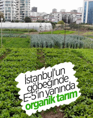 İstanbul'un göbeğinde 6 dönümlük organik tarım alanı havadan görüntülendi