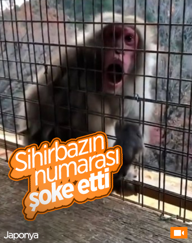 Japonya'da sihirbazlık oyununa şaşıran maymun
