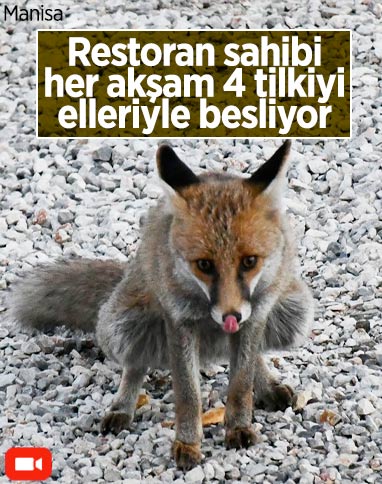 Manisa'da işletmesine gelen tilkileri elleriyle besliyor