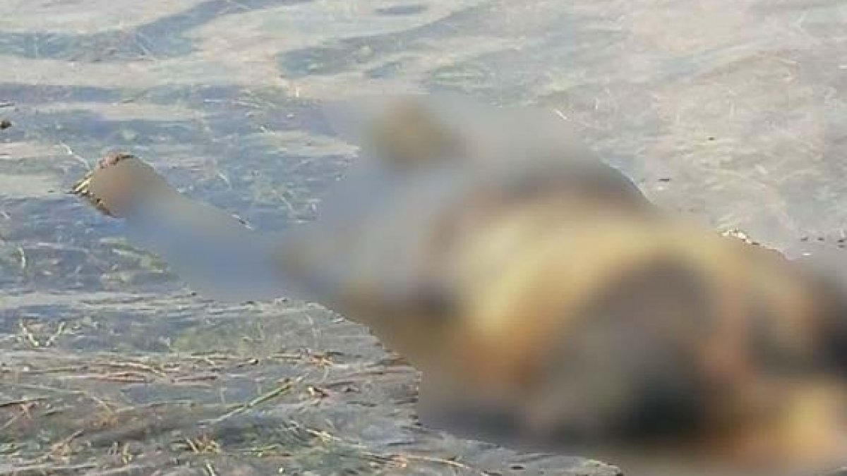Şanlıurfa'da 16 gündür kayıp olan kişinin cansız bedeni bulundu