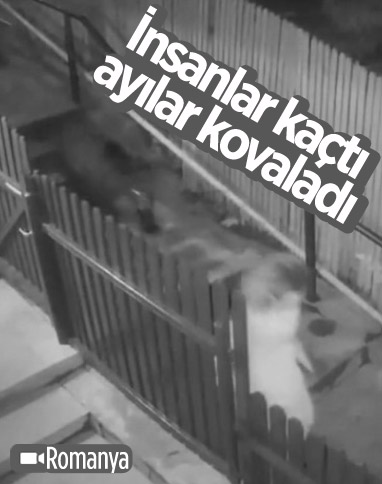 Romanya'da kente inen ayı ile yavrusu paniğe neden oldu