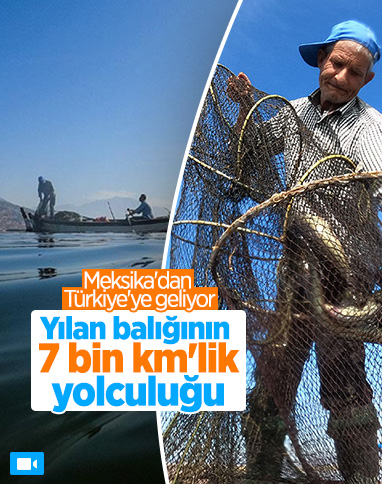 Yılan balığının Meksika'dan Türkiye'ye yolculuğu