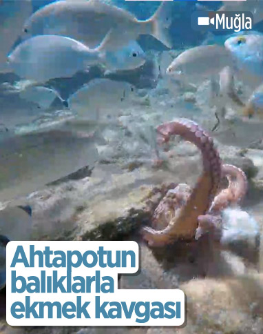 Muğla'da ahtapotun balıklarla ekmek kavgası