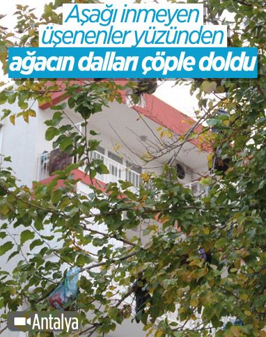 Antalya'da konteynere atılan çöpler ağaçta asılı kaldı