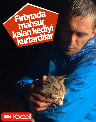 Kocaeli'de fırtınadan etkilenen kedi kurtarıldı