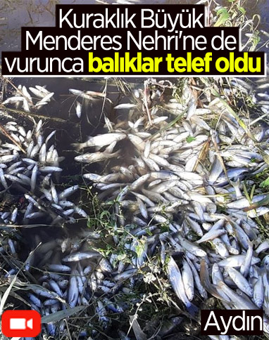Aydın'daki Büyük Menderes Nehri'nde binlerce balık öldü