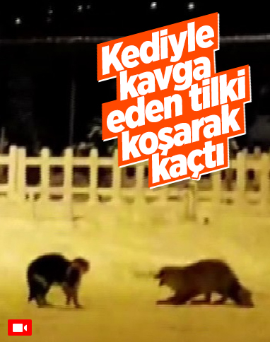 Ardahan'da tilkiyle kedinin kavgası, tebessüm ettirdi