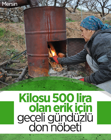 Mersin'de değeri 500 lira olan erik için don nöbeti tutuluyor