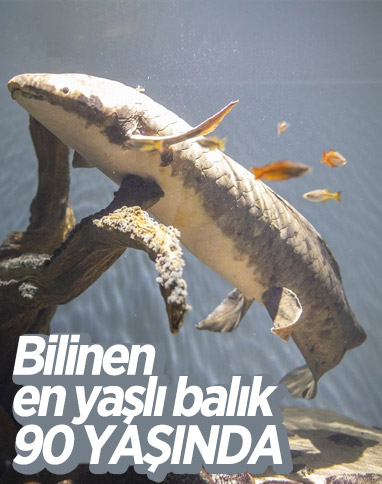 En yaşlı akvaryum balığı Methuselah 90 yaşında