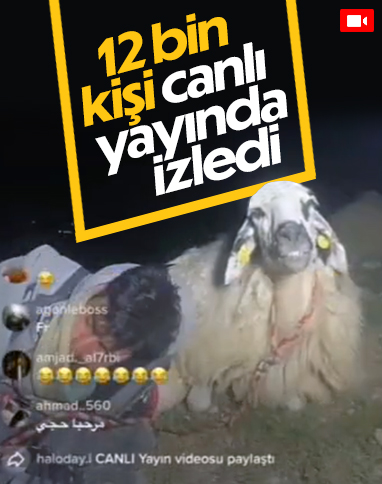 TikTok'ta canlı yayın yapan koyunu 12 bin kişi izledi
