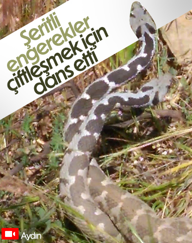 Aydın'da çiftleşen yılanlar kamerada