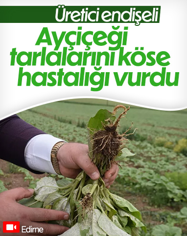 Edirne'deki ayçiçeği tarlalarında görülen köse hastalığı, endişeye neden oldu