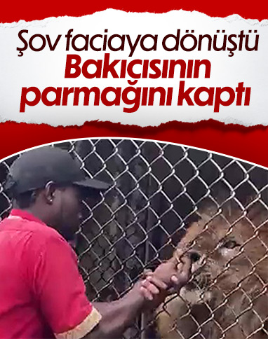 Jamaika'da aslan, bakıcısının parmağını kopardı
