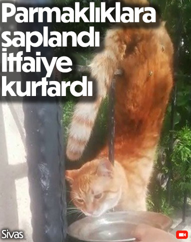 Sivas'ta parmaklıklara saplanan kedi kurtarıldı