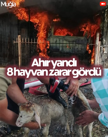 Muğla'da ahırda yangın çıktı: 8 hayvan zarar gördü
