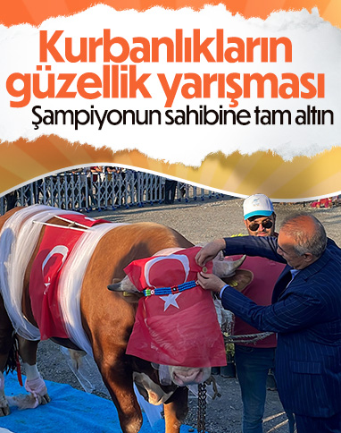 İstanbul'da büyükbaş kurbanlıkların güzellik yarışı