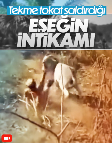 Tekme tokat vurduğu eşeğin intikamı acı oldu