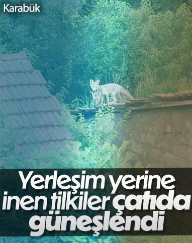 Karabük'te iki tilki, evlerin çatısında güneşlendi