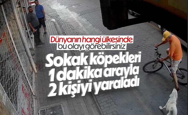 Aydın'da, başıboş sokak köpeği 2 kişiyi yaraladı