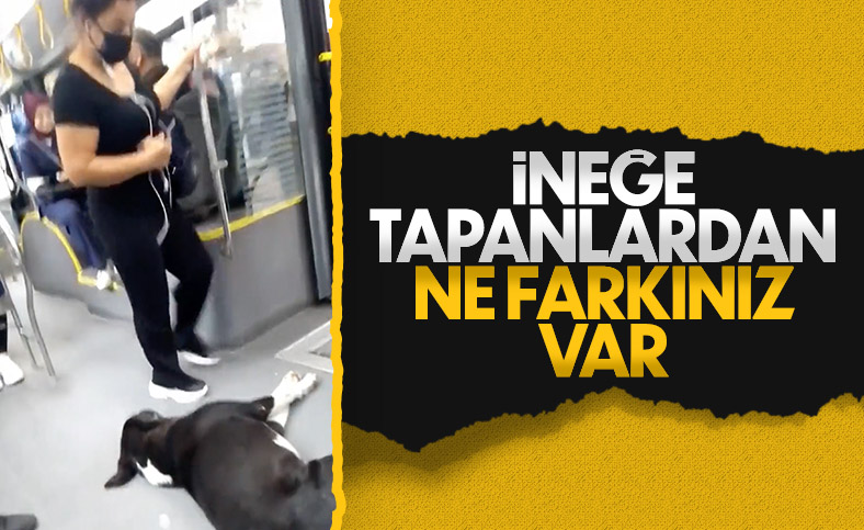 İstanbul’da otobüse binen yolcular, sokak köpeği ile karşılaştı